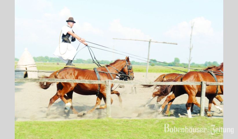 Beim Ausflug zur Puszta wurden Reiterspiele vorgef&uuml;hrt.