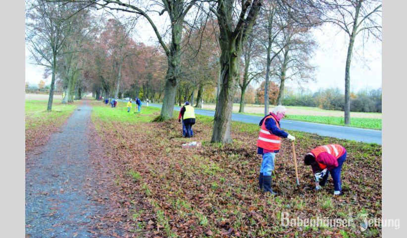 Knapp zwei Kilometer bepflanzten &uuml;ber 20 Freiwillige mit Narzissen-Zwiebeln. Vom Harresh&auml;user Bahndamm aus bis nach Babenhausen entlang der Allee zwischen Radweg und Stra&szlig;e. Zwischen zwei B&auml;ume wurden jeweils 300 Zwiebeln eingesetzt.