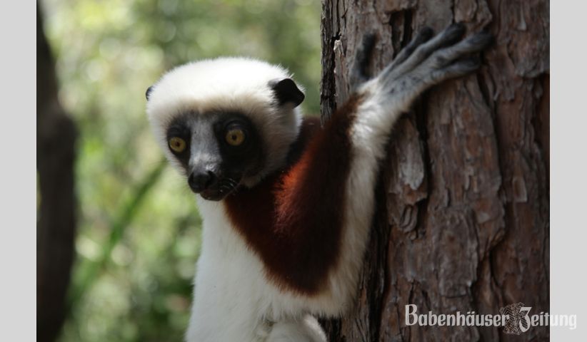Coquerel-Sifaka, Foto Anke Steffens.
