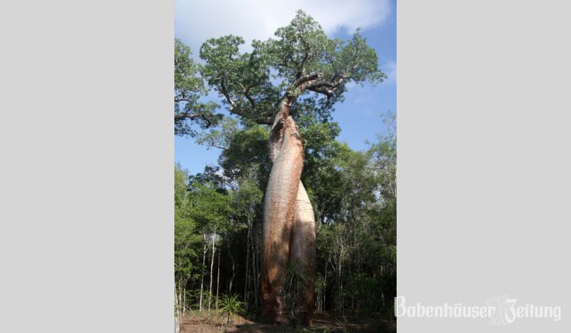 Liebes-Baobab bei Camp Amoureux, Foto Anke Steffens.