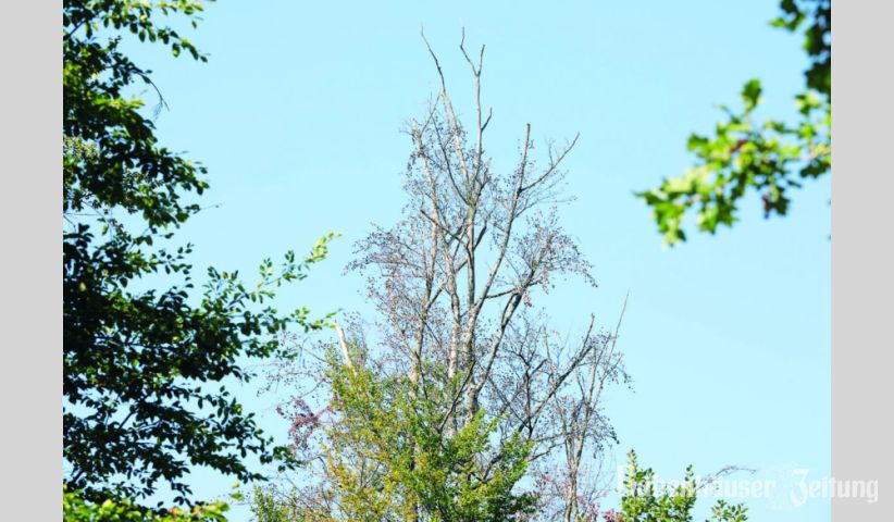 Abgestorbene Buchen sind &uuml;berall im Babenh&auml;user Forst zu entdecken.