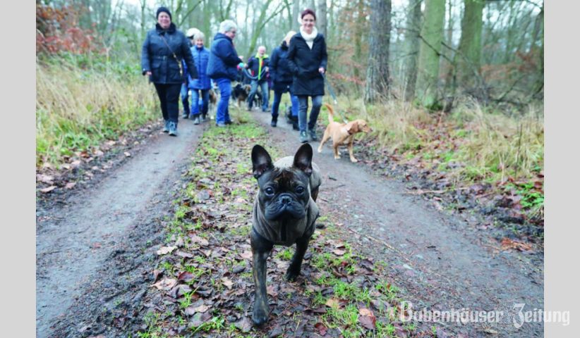 Die franz&ouml;sische Buldogge &bdquo;Jaira&ldquo; f&uuml;hrte den Spaziergang am Neujahrs-Sonntag an.
